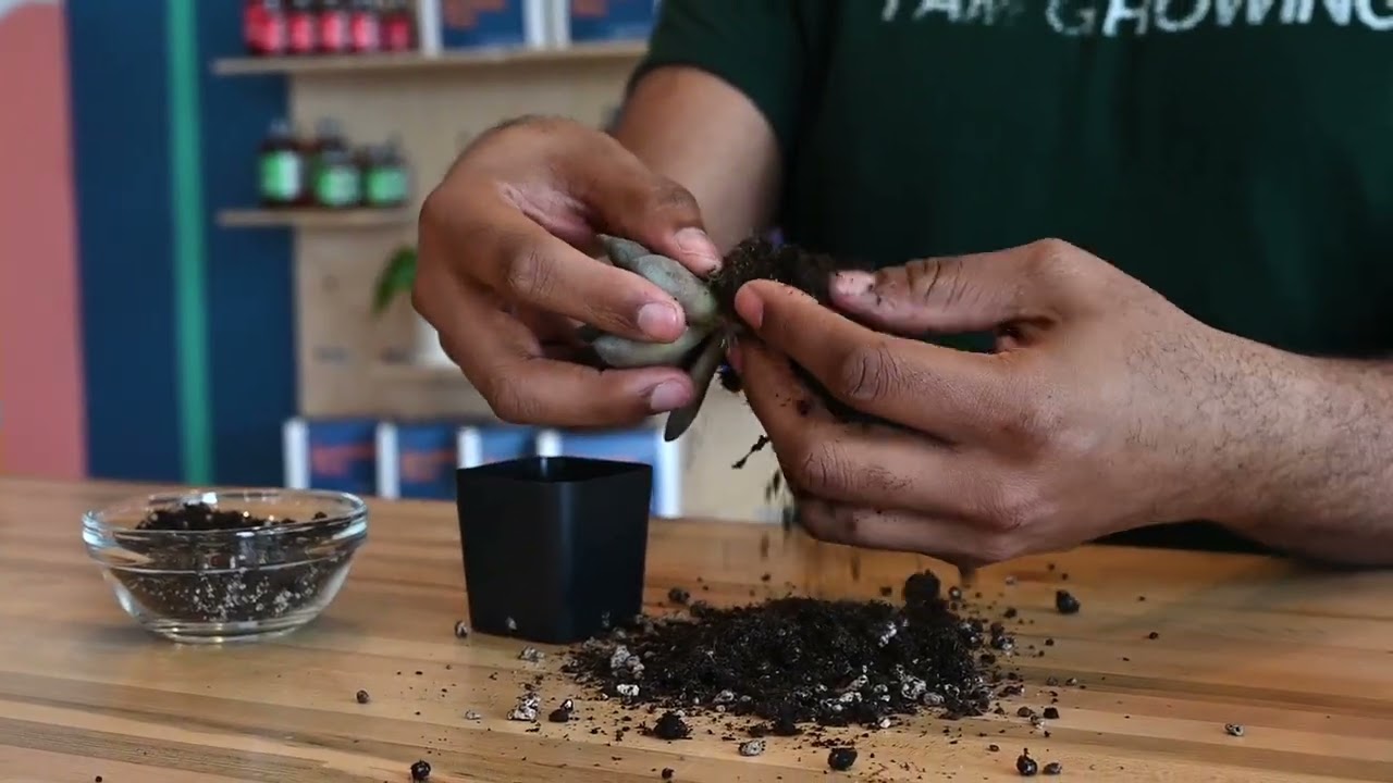 Terrariums - Unpotting and planting your succulent