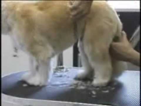 cavalier canines grooming 101 part 2.mp4