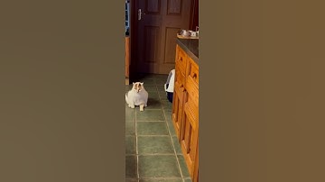 fat cat just trying to walk