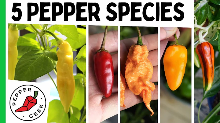 The 5 Major Pepper Species - Grow Interesting Pepper Varieties - Pepper Geek