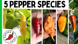 The 5 Major Pepper Species  Grow Interesting Pepper Varieties  Pepper Geek