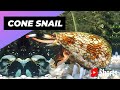 Cone Snail 🐚 One Of The Most Dangerous Ocean Creatures #shorts