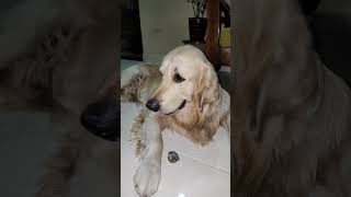 Ponnunga Q la nikooo 😁😂 #trending #shorts #cute #dog #dogs #funny #funnyvideo #funnyshorts