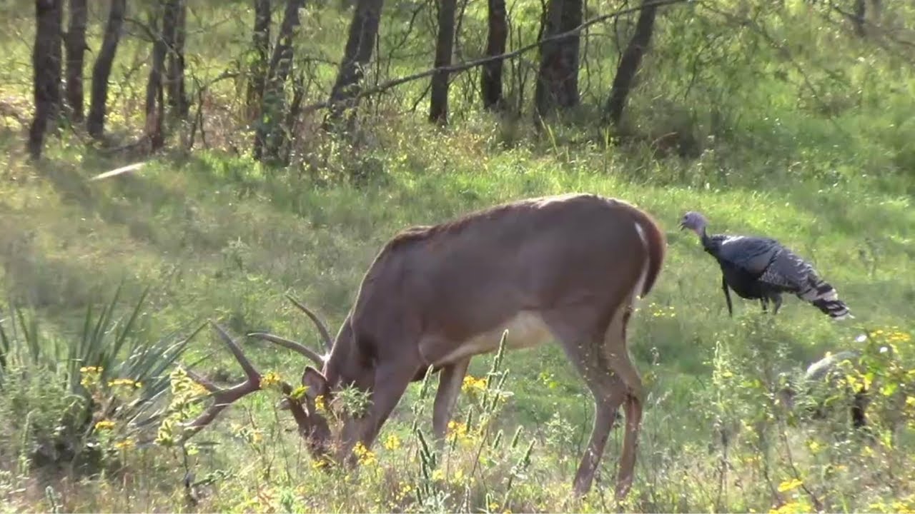 Broadhead Does Massive Damage YouTube