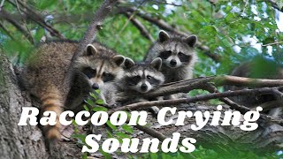 Raccoon Crying Sounds - Raccoon Sounds - Raccoon Crying Call - Raccoon Cry - Common Raccoon Crying screenshot 1