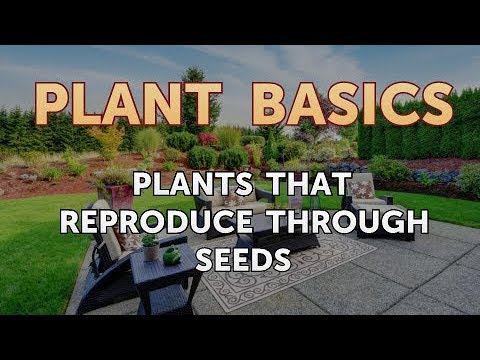 Video: Jaké Rostliny Se Množí Semeny