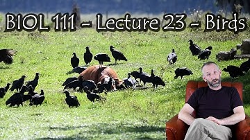 Birds (Intro Video) BIOL 111 (McGill)