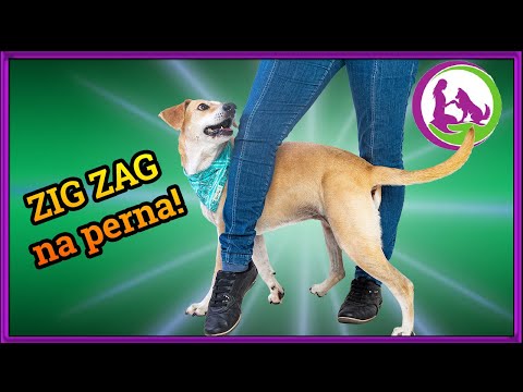 Vídeo: Quando os cachorros passam entre suas pernas?