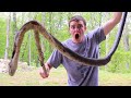 GIANT Snake Caught HUNTING CHICKENS!