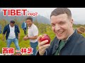 TIBET VLOG2: Nyingchi - In Search of the Gama Apple / 西藏vlog2 谁还没听过西藏苹果我不答应！