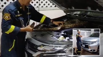 Huge Python Caught In Car Engine