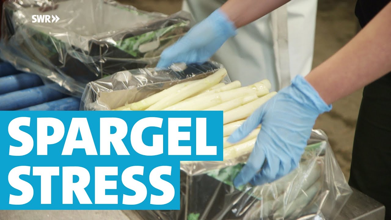 Warum die Spargelzeit für einen Pfälzer Bauern totalen Stress bedeutet