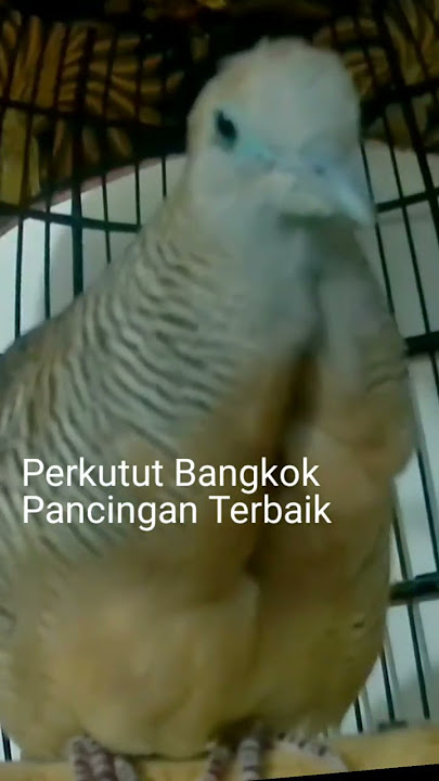 Pancingan perkutut bangkok gacor Suara Mas