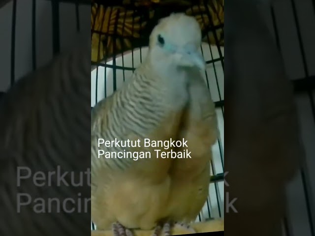 Pancingan perkutut bangkok gacor Suara Mas class=