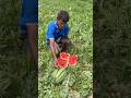 নষ্ট কি ভালো,এক টোকা মেরেই বলে দিতে পারবে এই কৃষক। #agriculture #farmer #watermelon