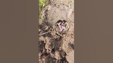 Cận cảnh Đào hang chuột miền tây