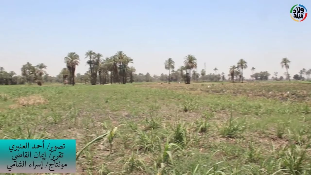 قنا البلد | مزارعون يشكون من توفير نوع واحد من الأسمدة بجمعيات الزراعة في قنا