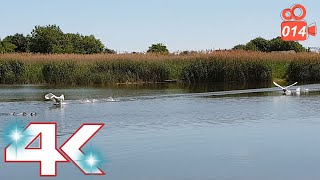 Two Swans Running On The Water Together - Hissing Swan Family 4K Video 014