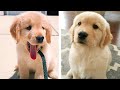 😍 These Adorable Cute Golden Puppies Make You Enjoy After Tired Day💖 | Cute Puppies