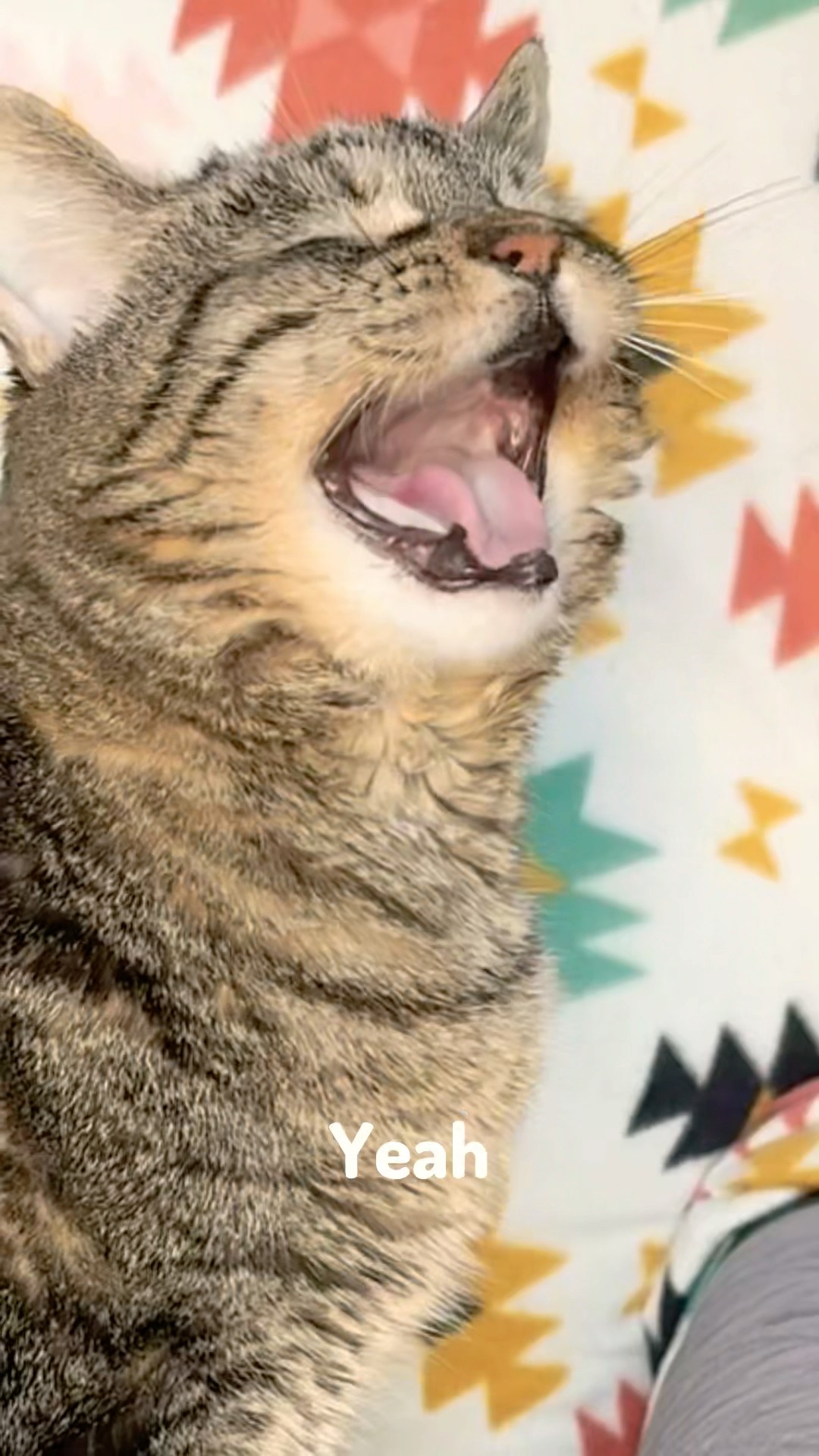 When your person needs way too much reassurance! #talkingcat