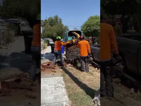 Vidéo: Maladies courantes des palmiers Pindo - Que faire avec un palmier Pindo malade