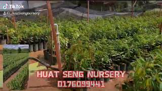Huat Seng Nursery 發成果苗場 Youtube