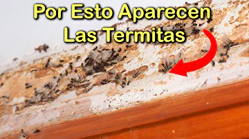 ¿Por qué de repente hay termitas en mi casa?