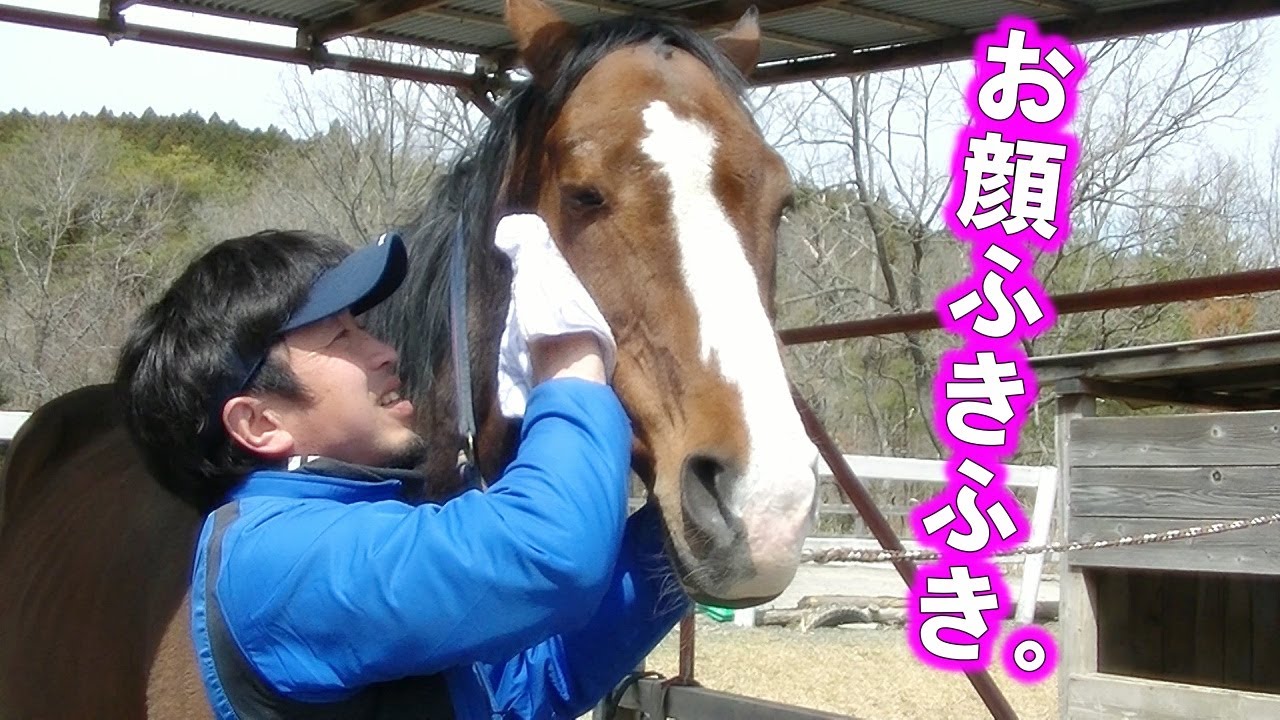 お顔フキフキされるのが大好きな馬 馬の表情がなんとも Youtube