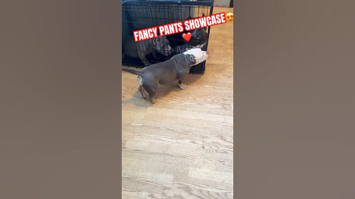 FANCY PANTS SHOW CASE❤️😍 #funny #americanbully #puppies #viral #pup #puppy#pups #pup #bullybreed