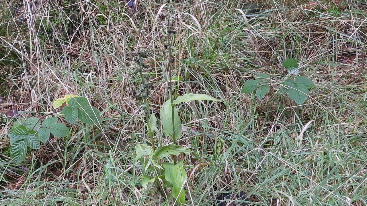 Broad-leaved Helleborine - Cullaloe - Fife - 10/10/21