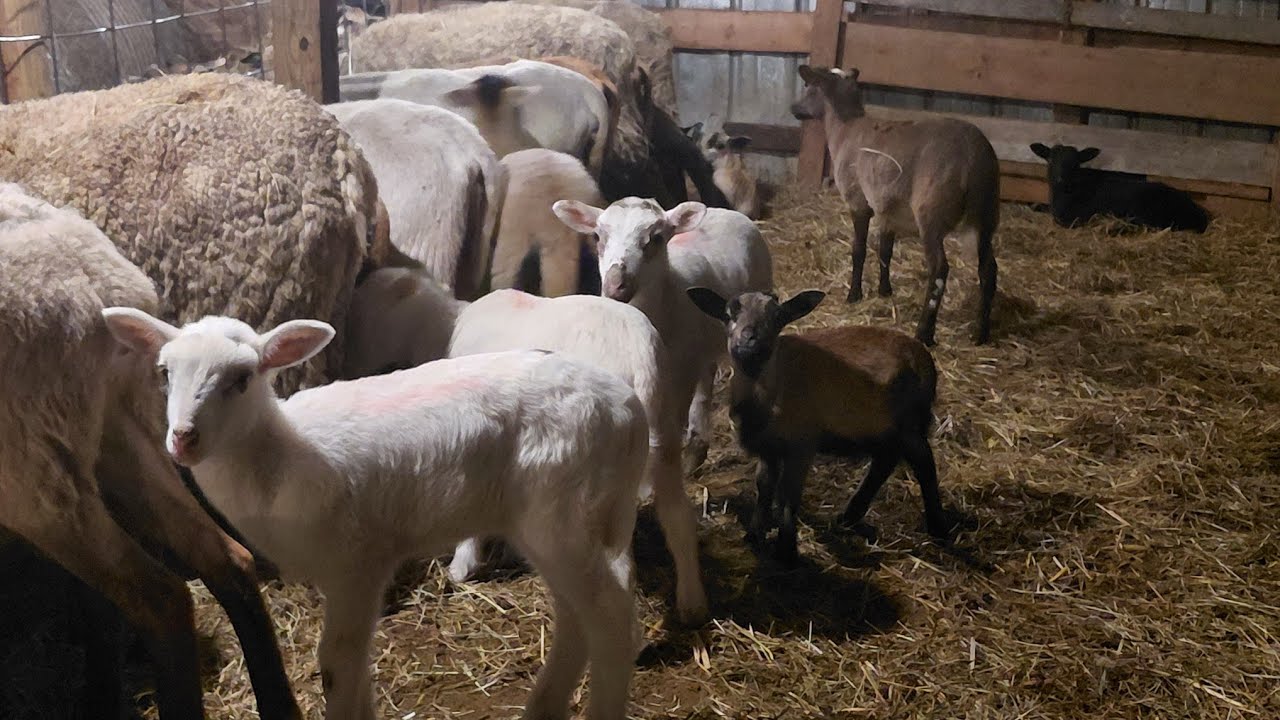 INCREÍBLE ver  crecer mis Borreguitos 