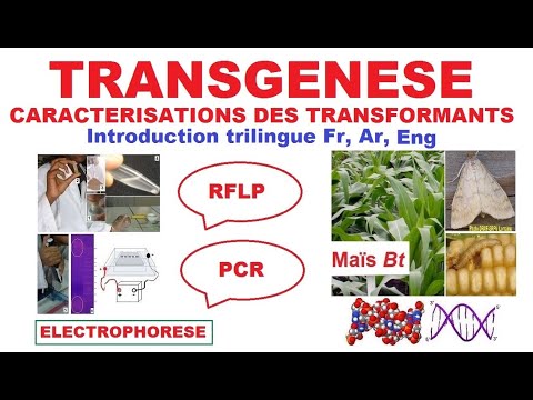 Vidéo: Ciblage De Gènes Et Empilement De Transgènes Utilisant La Recombinaison Homologue Intra Génomique Dans Des Plantes