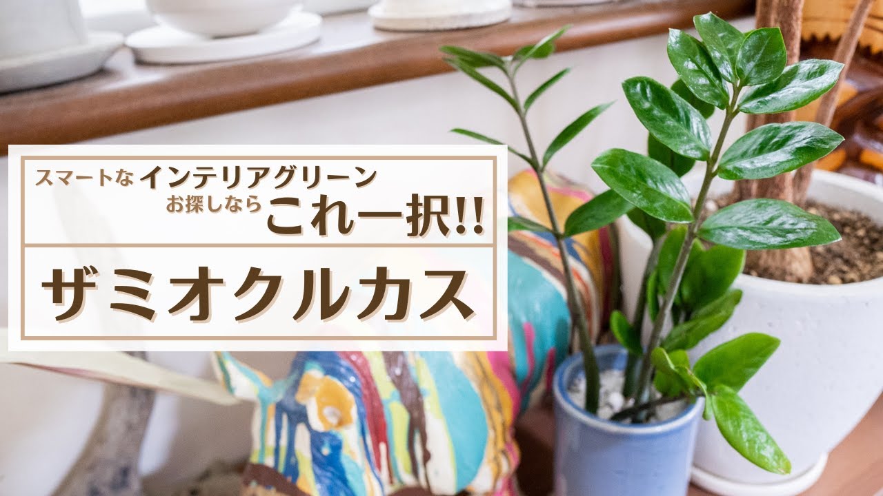 Zamioculcas is a drought-resistant and easy-to-grow plant. A must