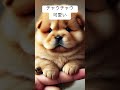 チャウチャウ可愛い