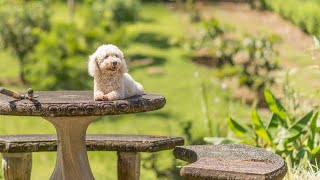 How to Maximize the Lifespan of Your Bichon Frise