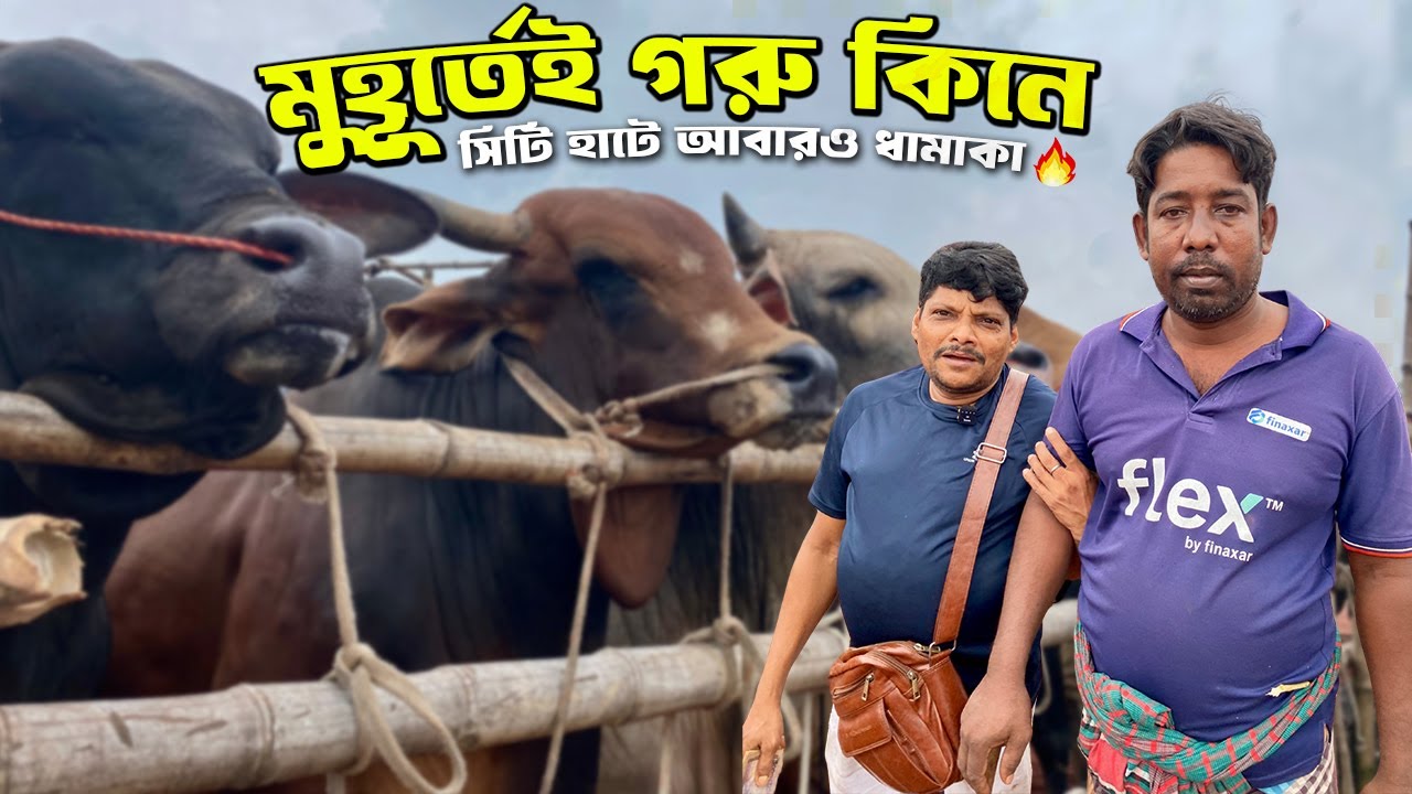 রাজশাহী হাটে ৩ ভাই একসাথে! 😱 আকরাম ভাই নিলেন  8 গরু – | Nayan Vai & Uzzal Vai