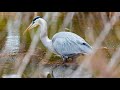 Chesapeake Marshlands National Wildlife Refuge Complex Quiz