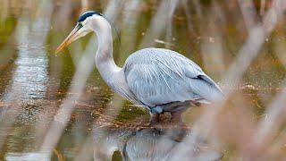 Saving Our Marsh: Protecting Blackwater Wildlife Refuge