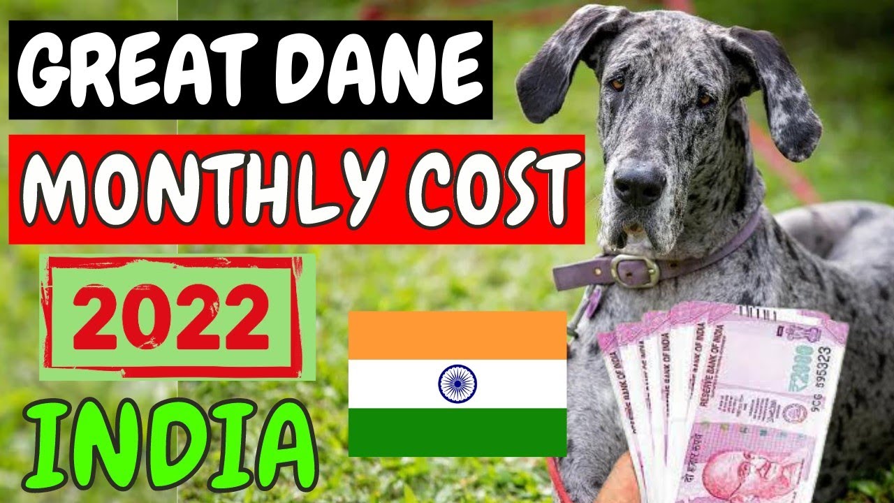 How Much Does A Great Dane Cost Per Month