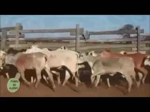 Campo de fuerza (Programa 1): Gastón Paz - Estado de la ganadería año 2016 camera iphone 8 plus apk