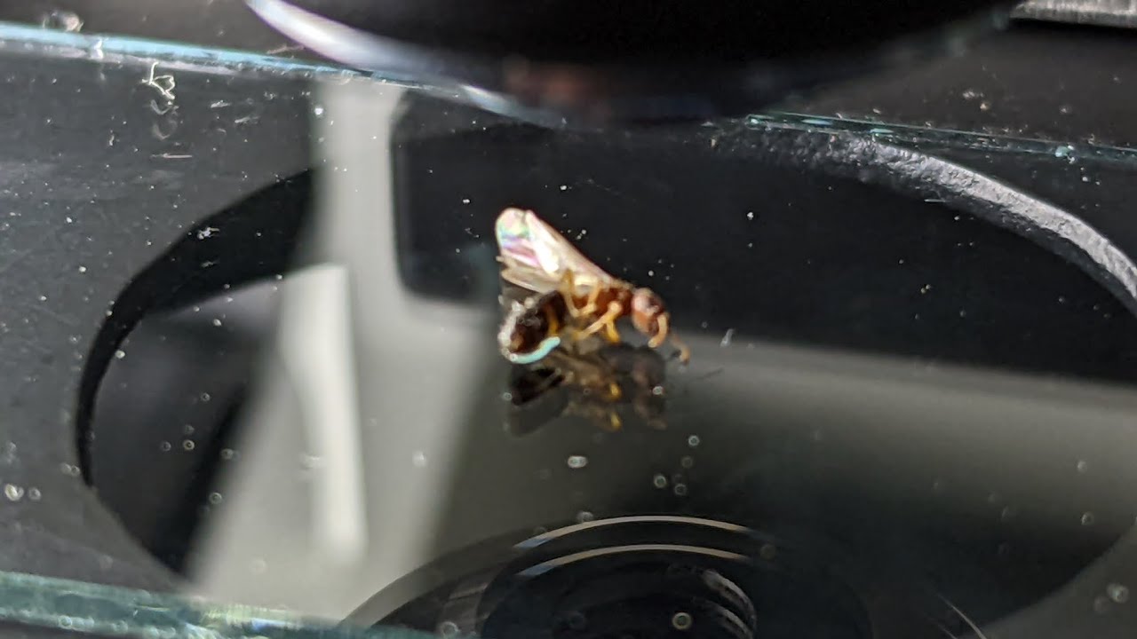 Intubi Insect What is this insect's name #animals - YouTube