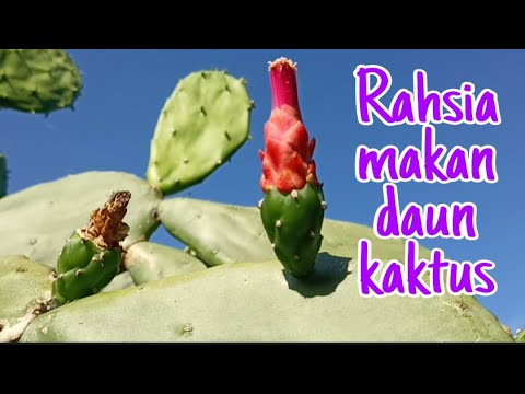 Video: Can You Eat A Cactus: Informasi Tentang Tanaman Kaktus yang Dapat Dimakan