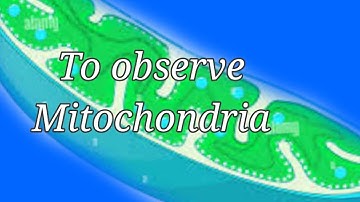 To observe Mitochondria in Onion peel Cells....