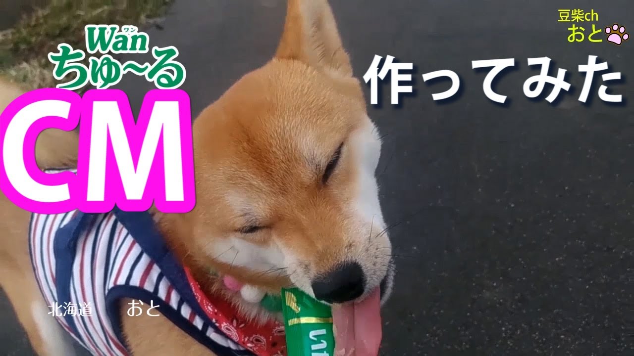 豆柴おと いなばwanちゅーるのcmを今更作ってみた Youtube