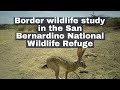 Watch Now: Border Wildlife Study
