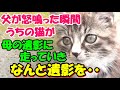 #153【猫の不思議な話】母にべったりだったうちの猫 父が怒鳴った瞬間なんと母の遺影にいき・・【朗読】