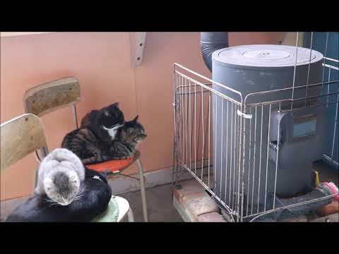 Relaxingly relaxing with a cat at Tashiro Island cat cafe 【Kuronekodo】 1