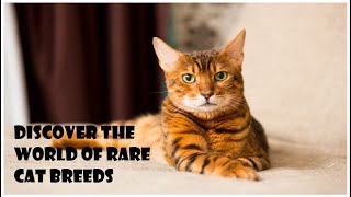 Unleashing the Uncommon: Exploring Rare Cat Breeds