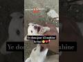 Ye dono cute hai naa koi guess kaunsi breed hai ?? #trending #cute #trending #viral #puppies #love