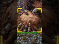I got a NEW PET in #factorio #factoriospaceage